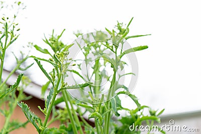 Kale flowers forming on a kale biennial, edible vegetable plant, against a cloudy white sky, with diffused light. Kale is Stock Photo