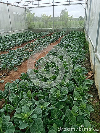 Kale garden, Young kale growing in the field, Agriculture of the Thailand, Farme Stock Photo