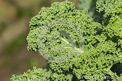 Kale leaves Stock Photo