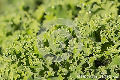 Kale leaves Stock Photo