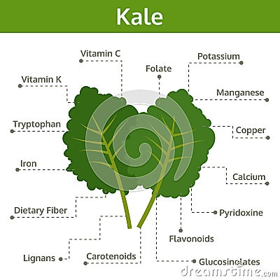 Kale nutrient of facts and health benefits, info graphic Vector Illustration