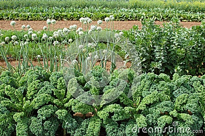 Kale and Onions Stock Photo