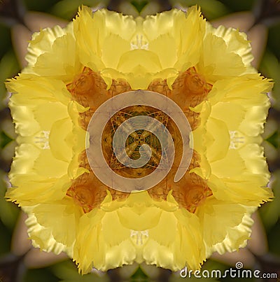 Kaleidoscope Cactus flower Stock Photo