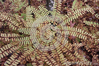 Maiden Hair fern Creates a Kaleidoscope Stock Photo