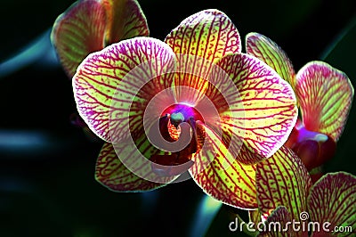 Kaleidoscope Orchid Stock Photo