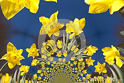 Kaleidoscopic Pattern of Daffoldils Stock Photo