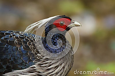 Kalij Pheasant Stock Photo