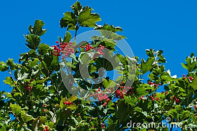 Kalina, viburnum berries a Stock Photo