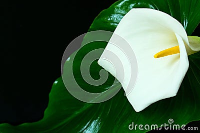 Kalla flower.White feces flower on a black background.Big white flower on black Stock Photo