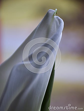 Kallas flower on fuzzy background Stock Photo