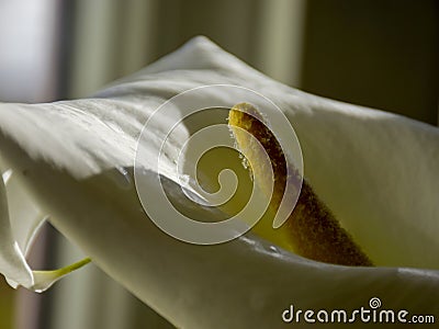 Kallas flower on fuzzy background Stock Photo