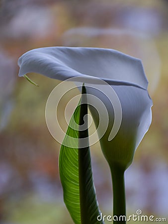 Kallas flower on fuzzy background Stock Photo
