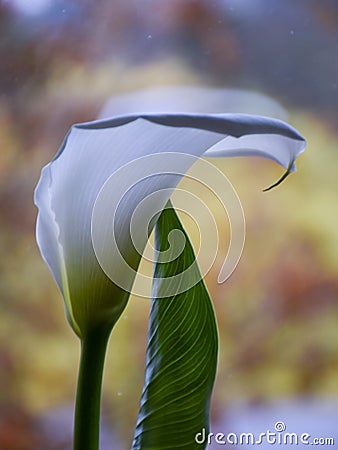 Kallas flower on fuzzy background Stock Photo