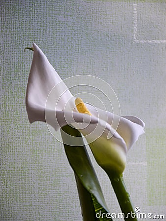 Kallas flower on fuzzy background Stock Photo