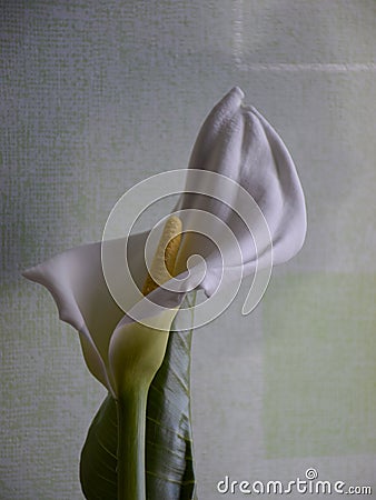 Kallas flower on fuzzy background Stock Photo