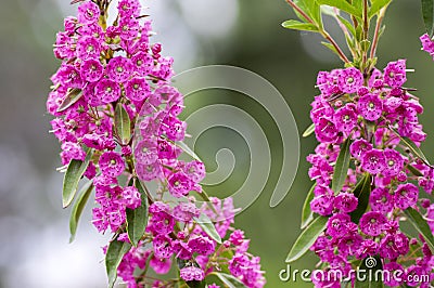 Kalmia angustifolia rubra evergreen shrub, purple flowering beautiful plant Stock Photo