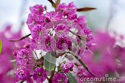 Kalmia angustifolia rubra evergreen shrub, purple flowering beautiful plant Stock Photo