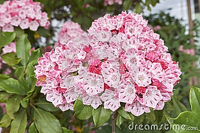 Kalmia latifolia Stock Photo