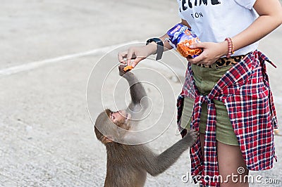 Girl feeding a wild monkey at Kam Shan Country Park, Hong Kong Editorial Stock Photo