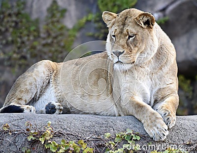 Kamali, Queen of the Zoo Stock Photo