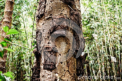 Kambira baby graves tree. Traditional torajan burials site, cemetery in Rantepao, Tana Toraja, Sulawesi, Indonesia. Stock Photo