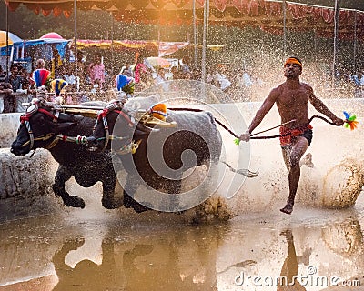 Kambla cultural sports of Mangalore , just before senset Editorial Stock Photo