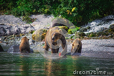 Kamchatka brown bear female and bear cubs catch fish on the Kuril lake. Kamchatka Peninsula, Russia. Stock Photo