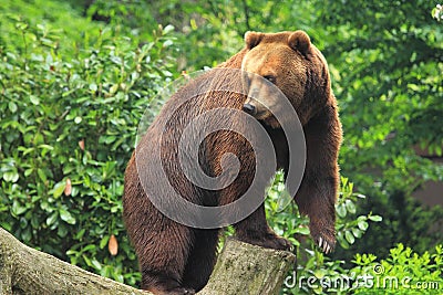 Kamchatka brown bear Stock Photo