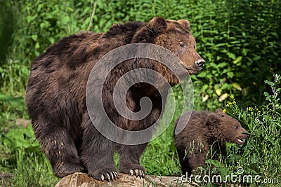 Kamchatka brown bear Ursus arctos beringianus Stock Photo