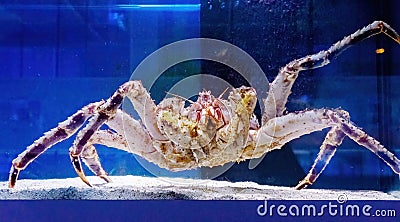 Kamchatka crab in the aquarium of the fish Department of the market. Delicacies from the sea. Red Alaskan king crab Stock Photo