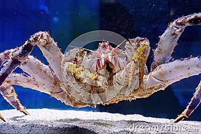 Kamchatka crab in the aquarium of the fish Department of the market. Delicacies from the sea. Red Alaskan king crab Stock Photo