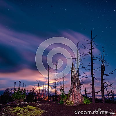 Kamchatka Dead forest in the area of the flat Tolbachik volcano Stock Photo