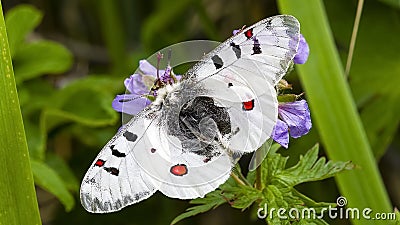 Kamchatka Phoebus Stock Photo