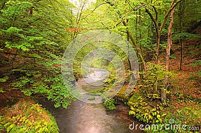 Kamenice River in green forest. Foggy summer morning. Bohemian Switzerland National Park Stock Photo