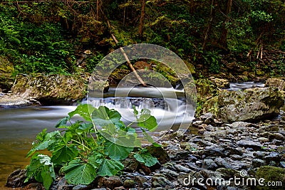 Kamenice stream Stock Photo