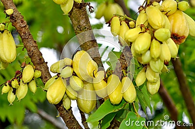 Kamias/Cucumber tree/Bilimbi Stock Photo