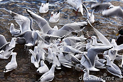 Fight for food, seagulls in winter Stock Photo