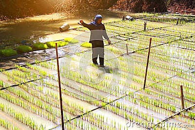 KAMPHAENG PHET, THAILAND â€“ FEBRUARY 04, 2014 : Smiling people walking on the floating rice farm on the February 04, 2014 in Editorial Stock Photo