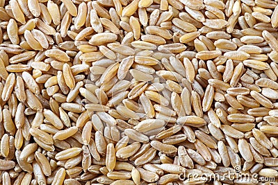 Kamut grain Stock Photo