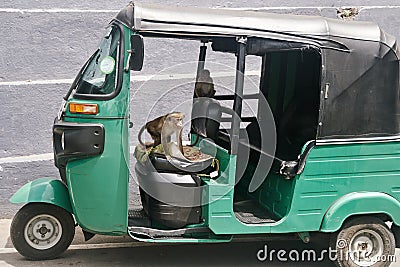 Kandy, Sri Lanka - 20.02.2022: A monkey sitting in green auto rickshaw Editorial Stock Photo