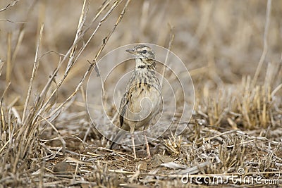 Kaneelpieper ,African Pipit, Anthus cinnamomeus Stock Photo