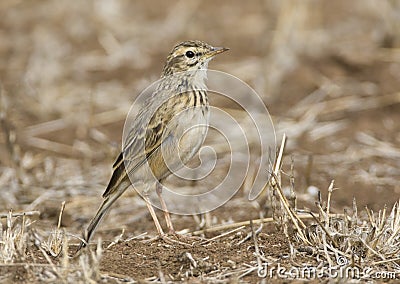 Kaneelpieper ,African Pipit, Anthus cinnamomeus Stock Photo