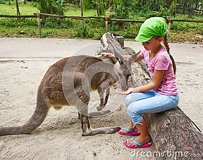 Girl feeding kangaroo Stock Photo