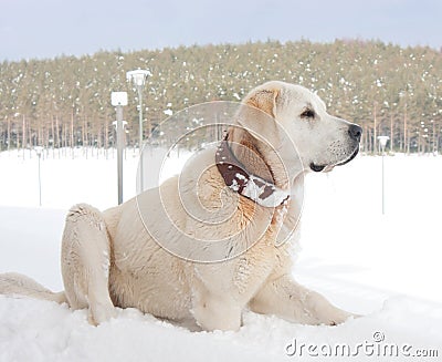 Kangal dog Stock Photo