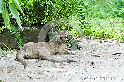 Kangaroo Stock Photo