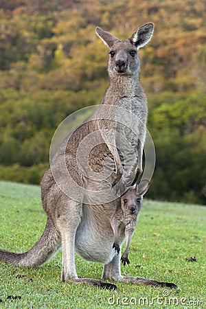 Kangaroo with Baby Joey in Pouch Stock Photo