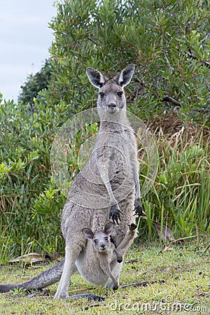 Kangaroo With a Baby Joey in Pouch Stock Photo