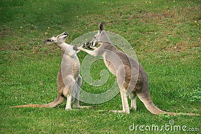 Kangaroo boxing Stock Photo