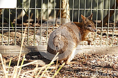Kangaroo in captivity at New South Wales, Australia. Stock Photo