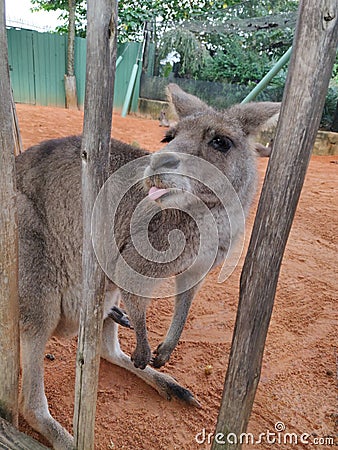 Kangaroo Stock Photo